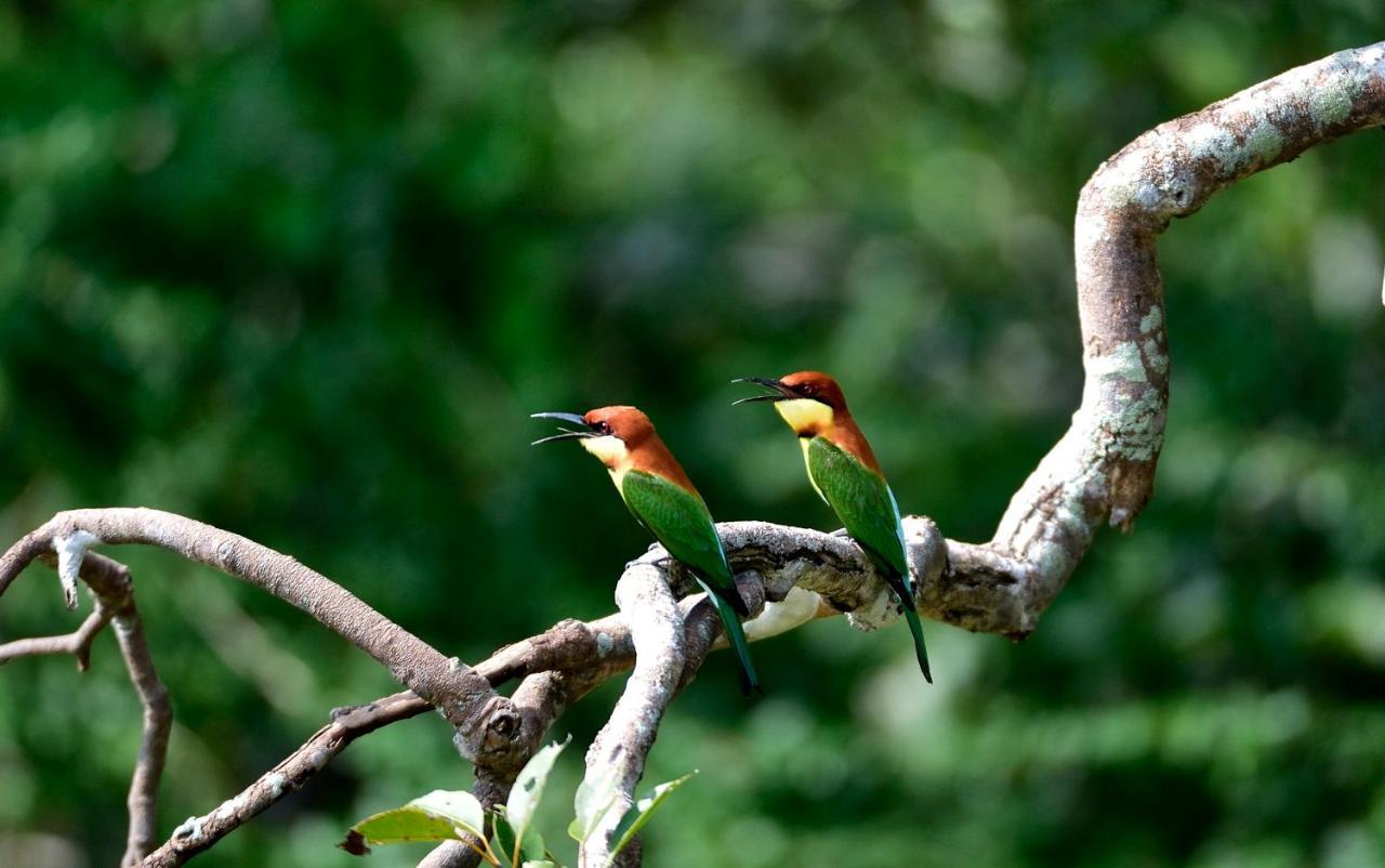 The Backwaters Lodge Wilpattu Buitenkant foto